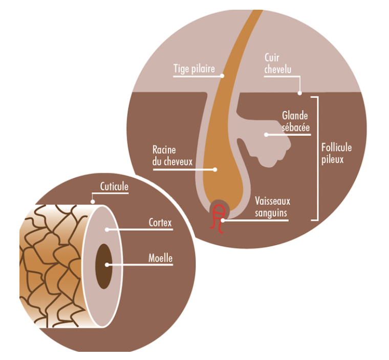 Image de la structure du cil